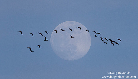 Geese & Full Moon Daytime