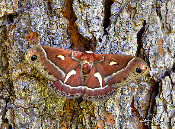 Moth