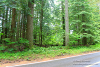 Larch Mt Rd