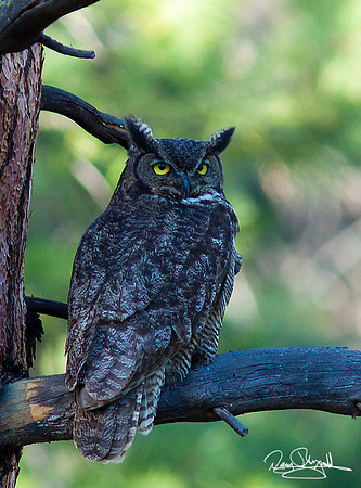 Great Horned Owl