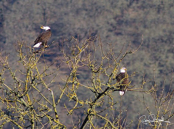2 Eagles in Tree