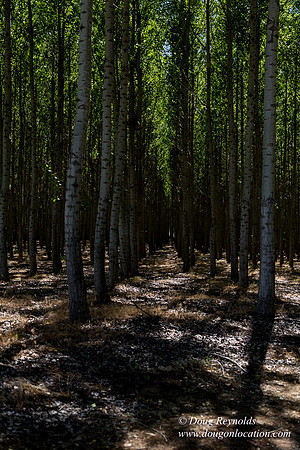 Tree Farm
