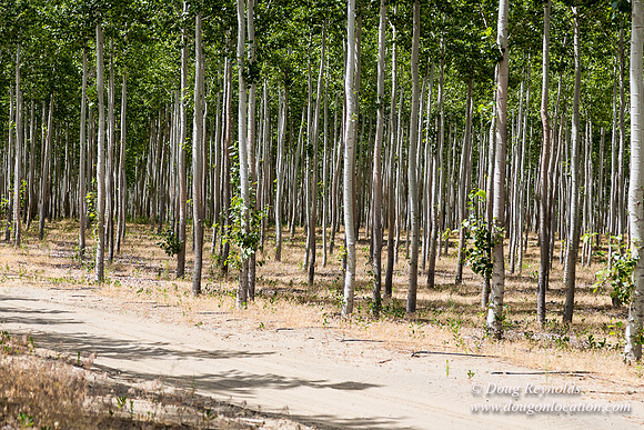 Tree Farm