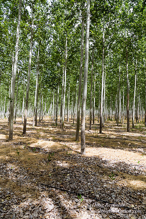 Tree Farm