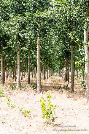 Tree Farm