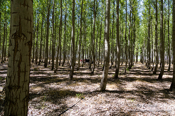 Tree Farm