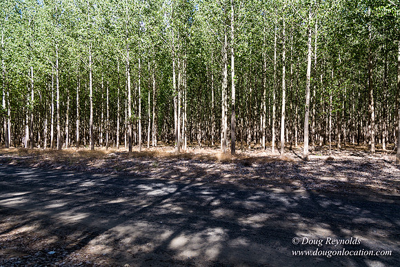 Tree Farm