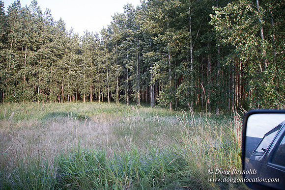 LCG & GWG Tree Farm