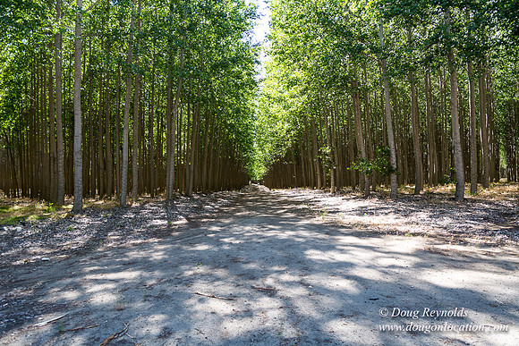 Tree Farm