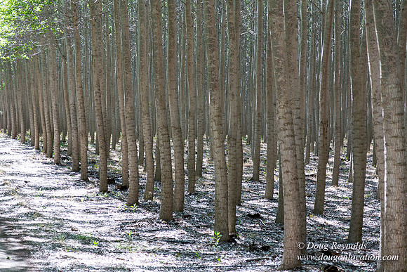 Tree Farm