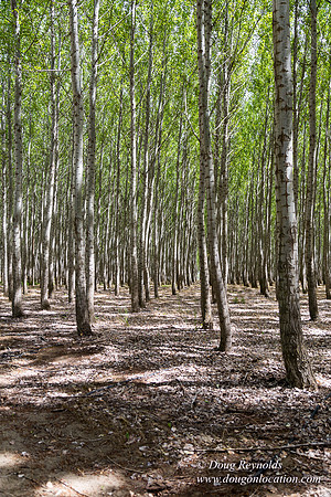 Tree Farm