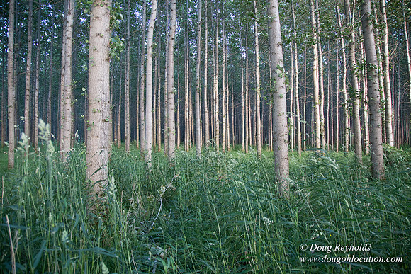 LCG & GWG Tree Farm