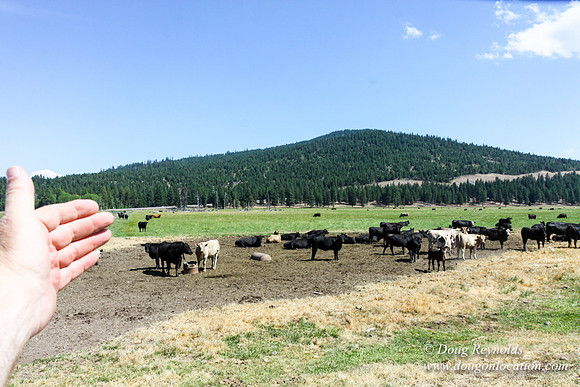 Ranch 18