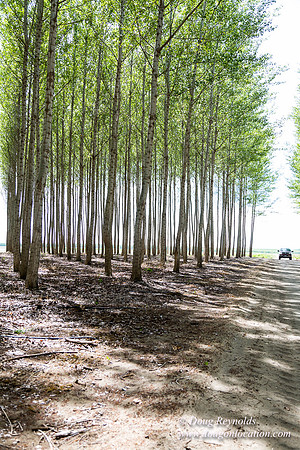 Tree Farm