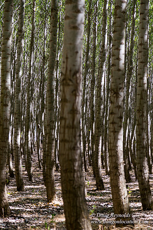 Tree Farm