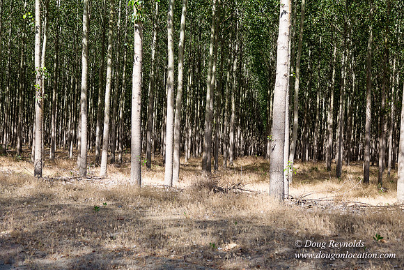 Tree Farm