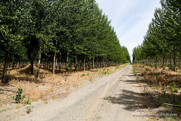 Tree Farm