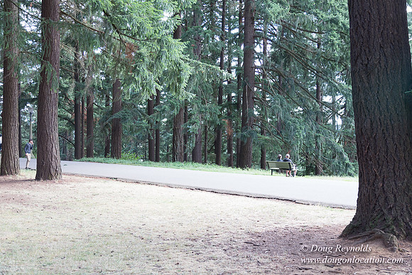 Mt Tabor Top- View 3 West