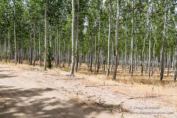 Tree Farm