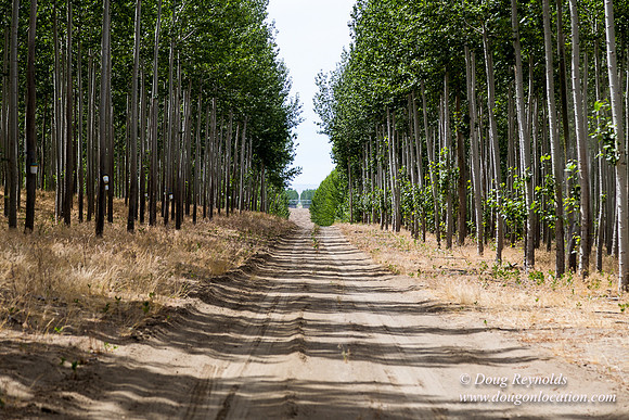 Tree Farm