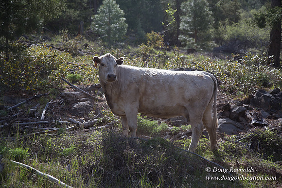 Ranch 18