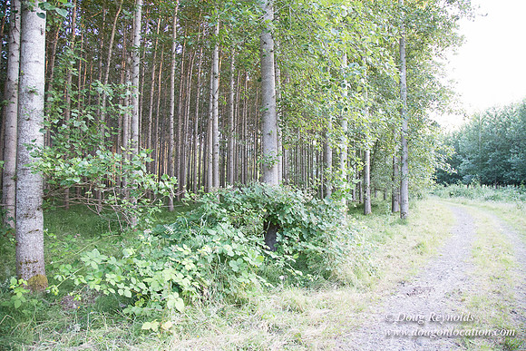LCG & GWG Tree Farm