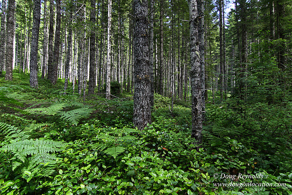 Tree & Forested locations