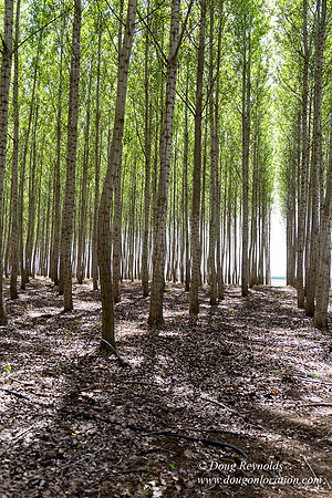 Tree Farm