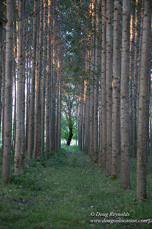 LCG & GWG Tree Farm
