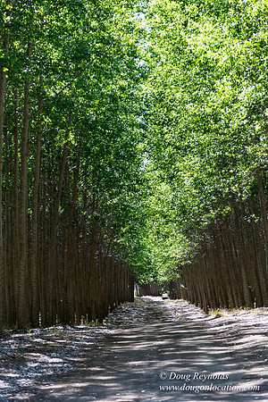 Tree Farm