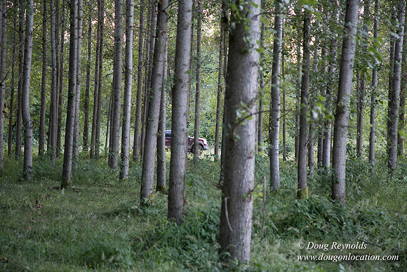 LCG & GWG Tree Farm