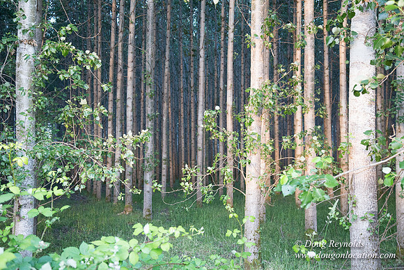 LCG & GWG Tree Farm