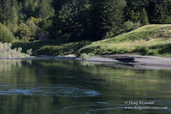 River 36 Running Wild