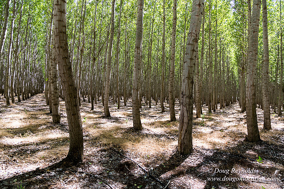Tree Farm