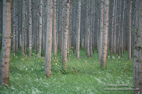LCG & GWG Tree Farm