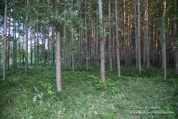 LCG & GWG Tree Farm