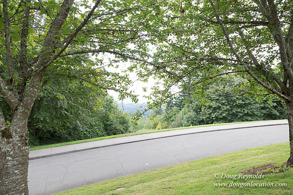Council Crest Park View
