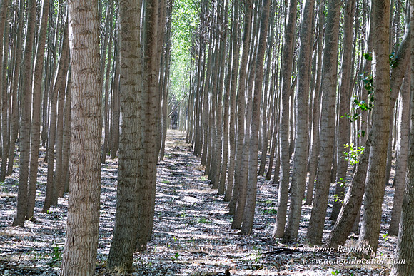Tree Farm
