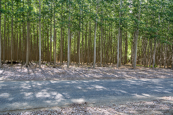 Tree Farm