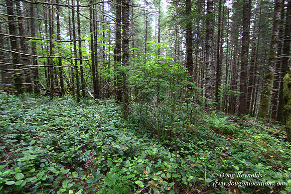 Tree & Forested locations