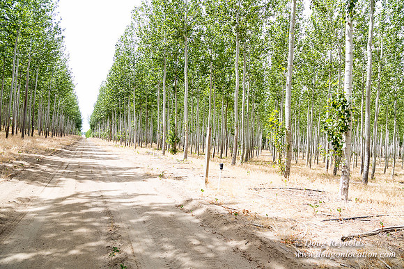 Tree Farm