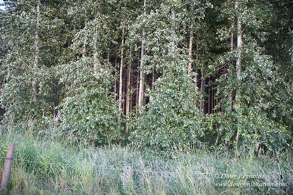 LCG & GWG Tree Farm