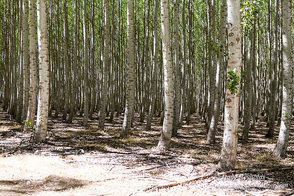 Tree Farm