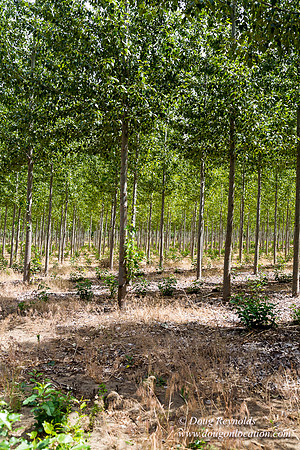 Tree Farm