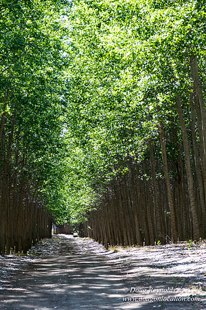 Tree Farm