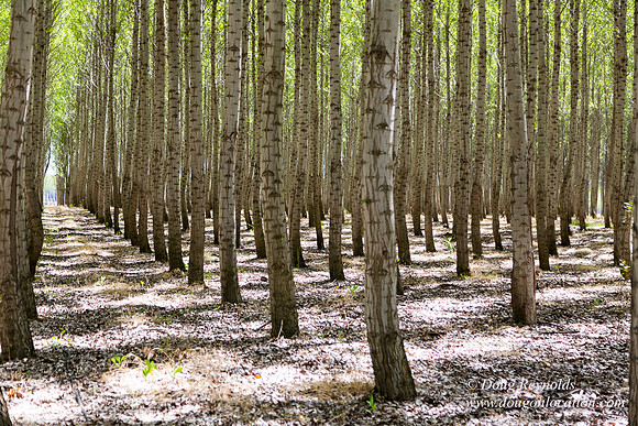 Tree Farm