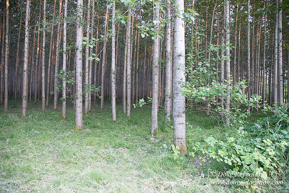 LCG & GWG Tree Farm