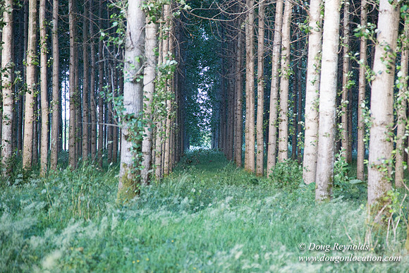 LCG & GWG Tree Farm