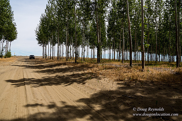Tree Farm