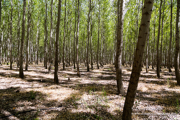 Tree Farm